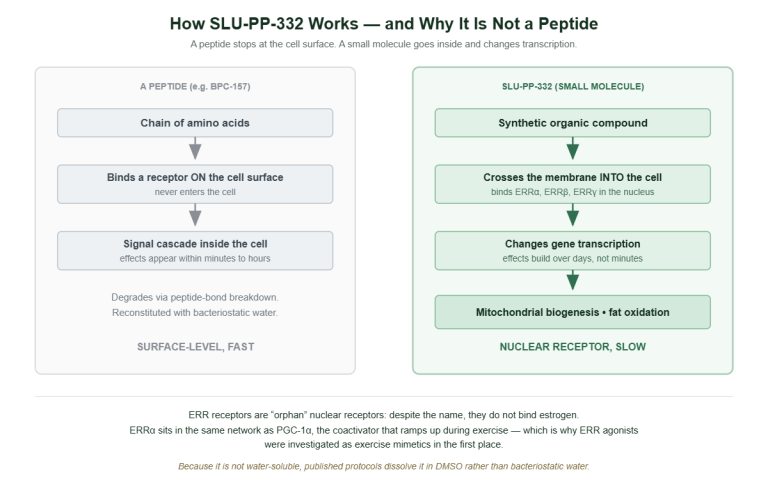 Two-column comparison diagram. The left column shows a peptide such as BPC-157 binding a receptor on the cell surface and producing effects within minutes. The right column shows SLU-PP-332, a synthetic small molecule, crossing the cell membrane, binding ERR alpha, beta and gamma nuclear receptors, changing gene transcription over days, and driving mitochondrial biogenesis and fat oxidation.