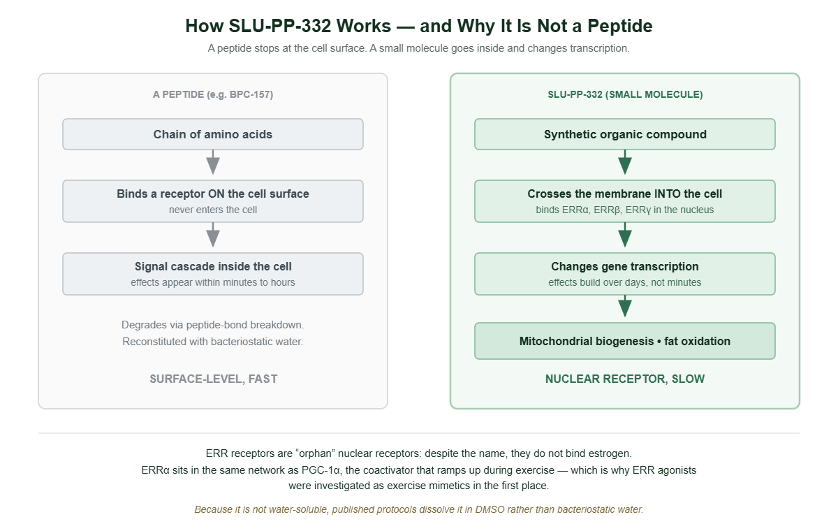 What Is SLU-PP-332? The Exercise-Mimetic Compound Explained